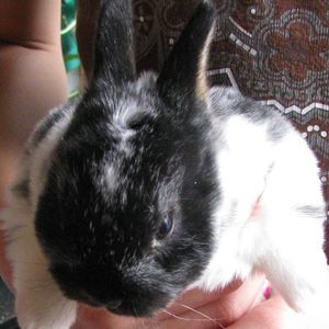 Meet your Posher, Eva